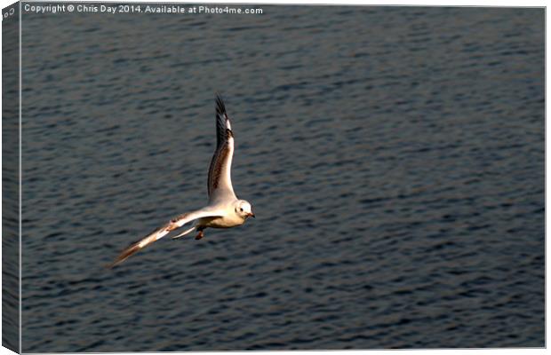 Gull in flight Canvas Print by Chris Day