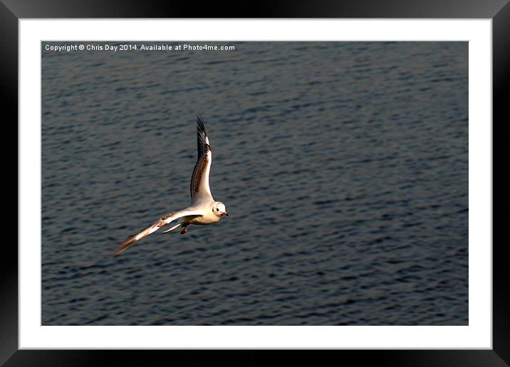Gull in flight Framed Mounted Print by Chris Day