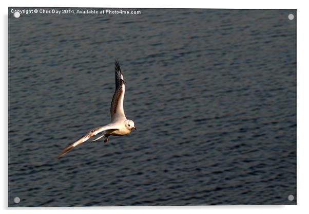 Gull in flight Acrylic by Chris Day