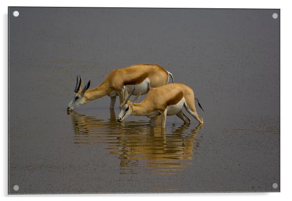 Springbok Acrylic by Gail Johnson