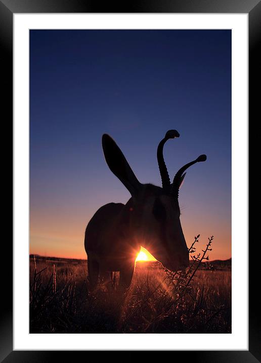 springbok at sunset Framed Mounted Print by Gail Johnson