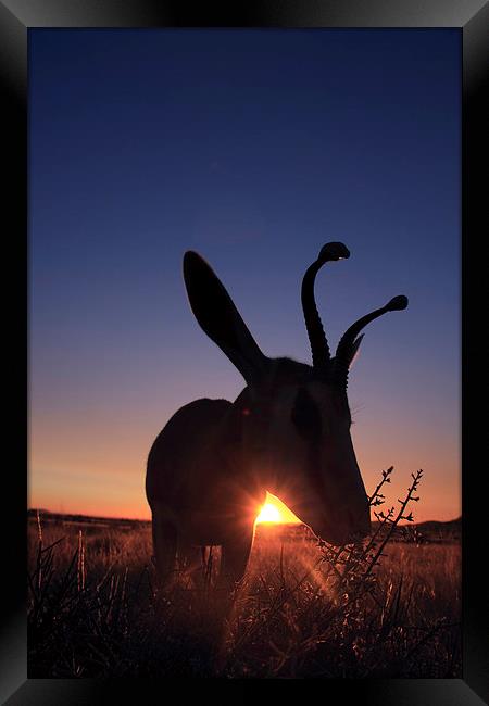 springbok at sunset Framed Print by Gail Johnson