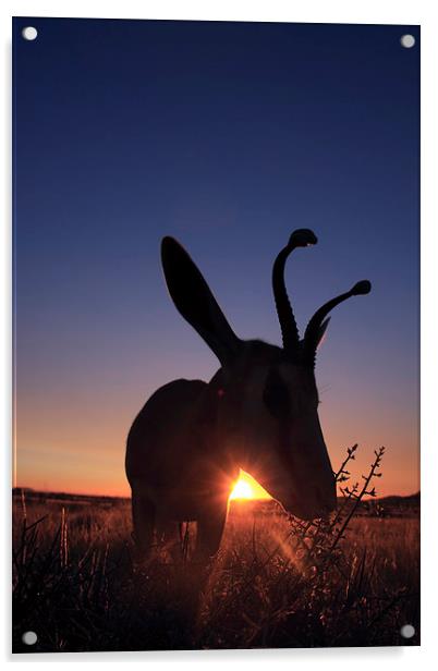 springbok at sunset Acrylic by Gail Johnson