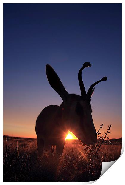 springbok at sunset Print by Gail Johnson