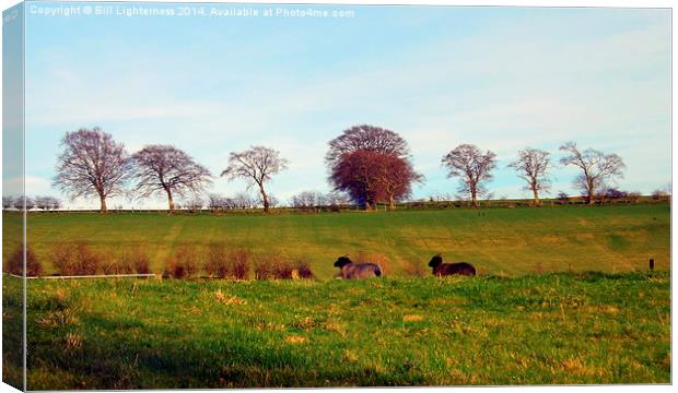 Two Sheep and eight Trees ! Canvas Print by Bill Lighterness