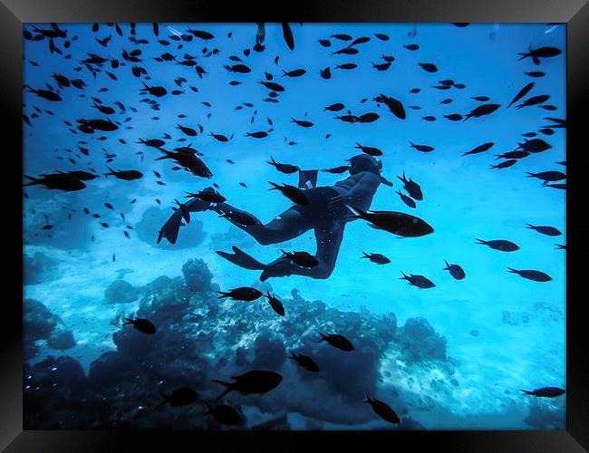 Snorkelling the Blue Room Framed Print by Gail Johnson