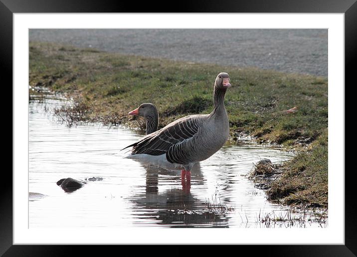 Geese paddling Framed Mounted Print by Rob Seales