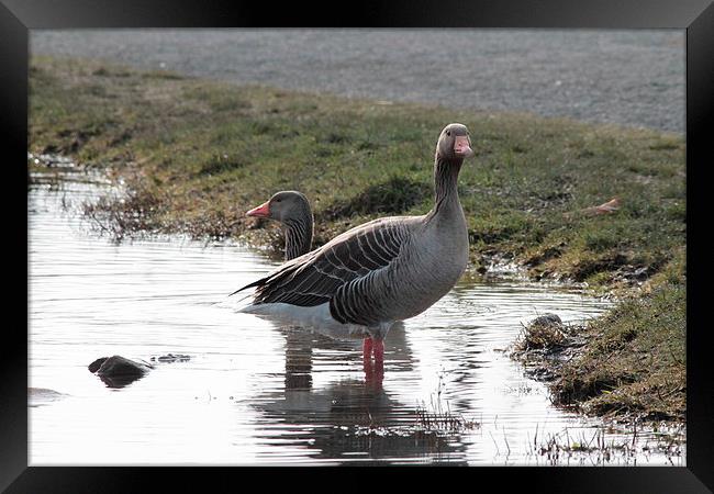 Geese paddling Framed Print by Rob Seales