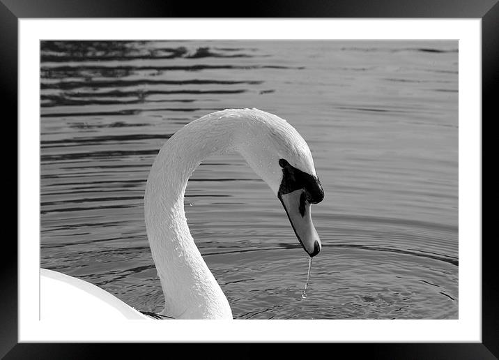 Mute Swan Framed Mounted Print by Rob Seales