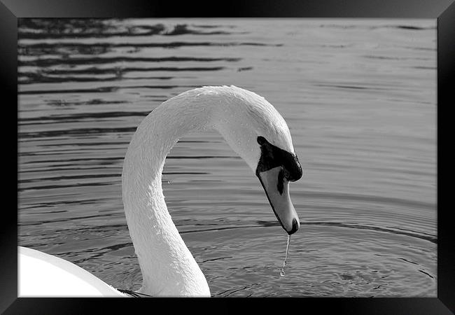 Mute Swan Framed Print by Rob Seales