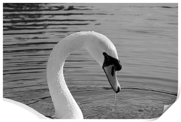 Mute Swan Print by Rob Seales