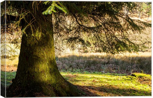 In the Shade Canvas Print by Gary Finnigan