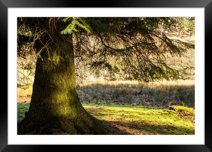 In the Shade Framed Mounted Print by Gary Finnigan
