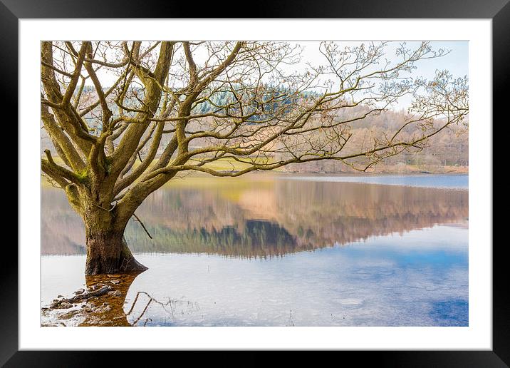 Bare tree Framed Mounted Print by Gary Finnigan