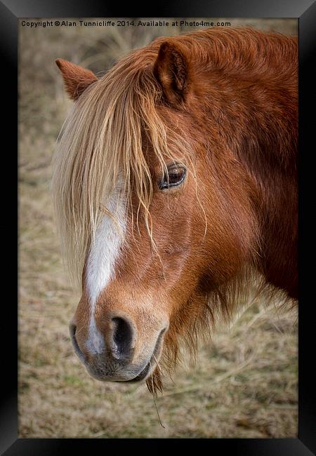 Majestic wild pony on llanddwyn island Framed Print by Alan Tunnicliffe