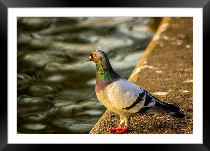 Pigeon at the Waterside Framed Mounted Print by Dave Emmerson