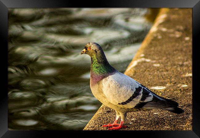 Pigeon at the Waterside Framed Print by Dave Emmerson