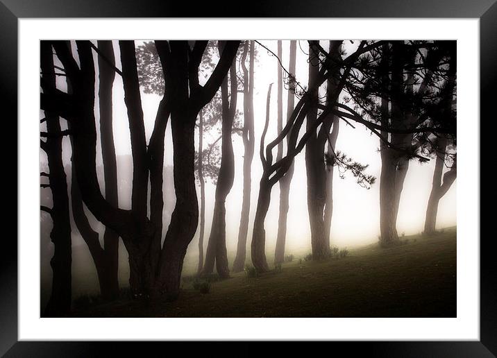 Misty morning Framed Mounted Print by Leighton Collins