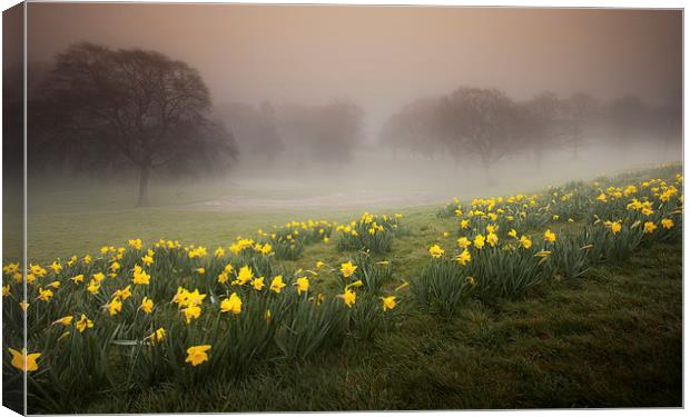 Misty Daffodils Canvas Print by Leighton Collins