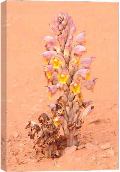 Cistanche tubulosa, Parasitic Desert Flower Canvas Print by Jacqueline Burrell
