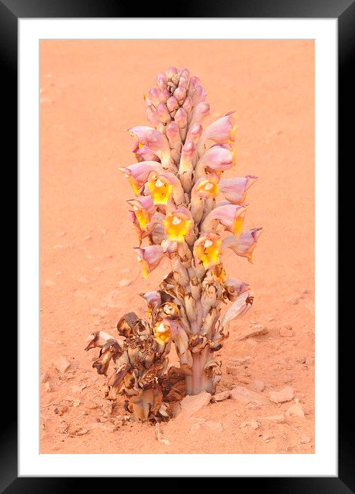 Cistanche tubulosa, Parasitic Desert Flower Framed Mounted Print by Jacqueline Burrell