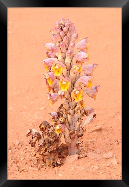 Cistanche tubulosa, Parasitic Desert Flower Framed Print by Jacqueline Burrell