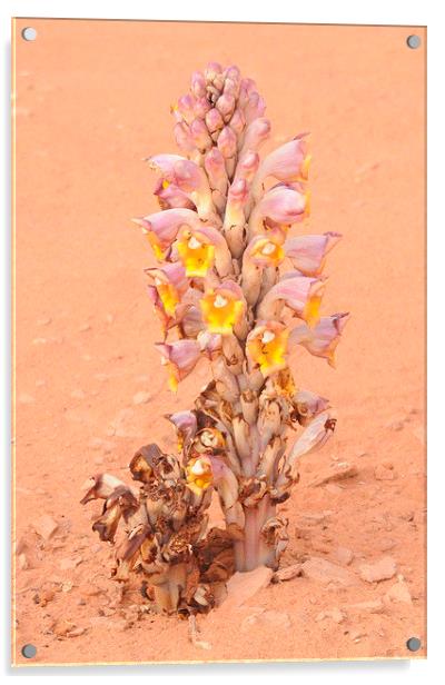 Cistanche tubulosa, Parasitic Desert Flower Acrylic by Jacqueline Burrell