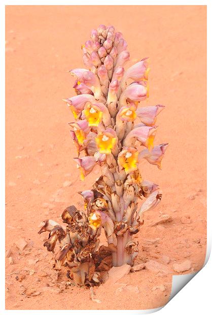 Cistanche tubulosa, Parasitic Desert Flower Print by Jacqueline Burrell