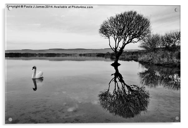 Swan at Kenfig Pool Acrylic by Paula J James