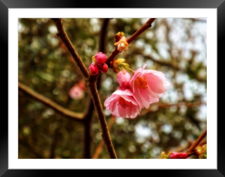 Cherry Blossom Framed Mounted Print by chrissy woodhouse