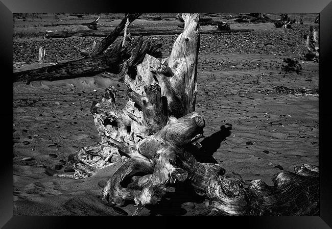 Beached Driftwood Framed Print by Ian Pettman