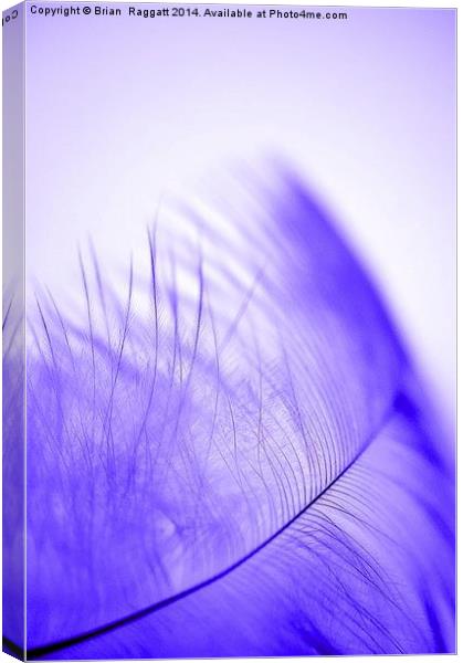 Feather Light Blue Canvas Print by Brian  Raggatt