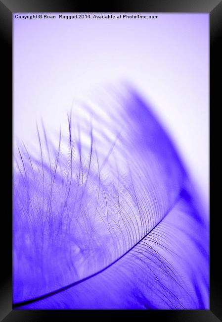 Feather Light Blue Framed Print by Brian  Raggatt