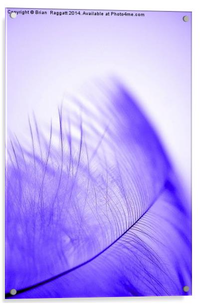 Feather Light Blue Acrylic by Brian  Raggatt