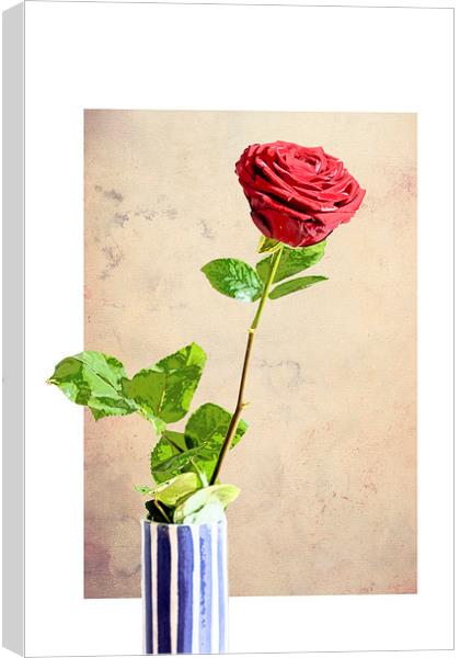 Red Rose Canvas Print by Martyn Williams