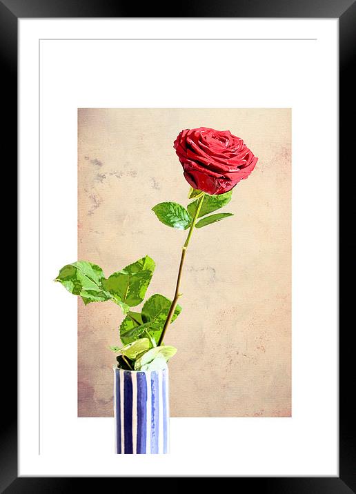 Red Rose Framed Mounted Print by Martyn Williams