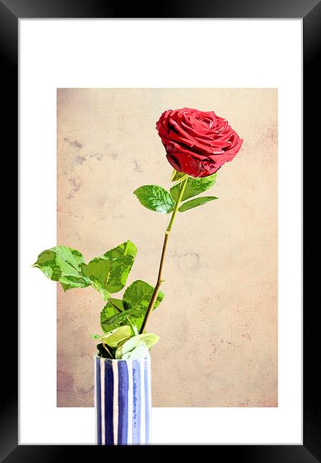 Red Rose Framed Print by Martyn Williams