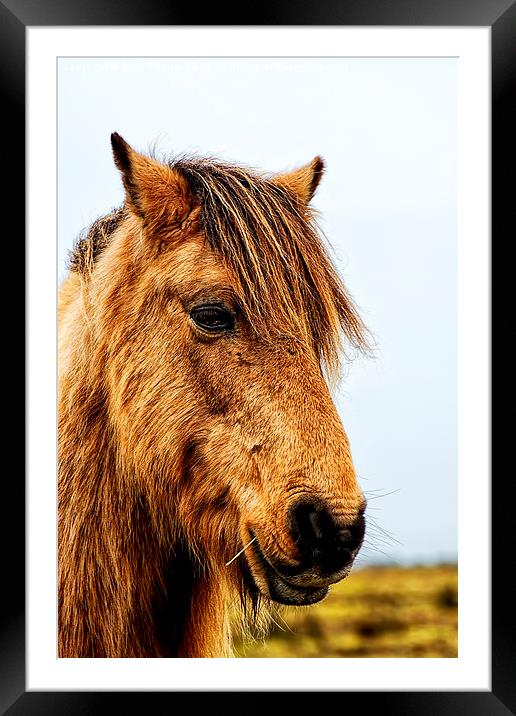 Horses Head Framed Mounted Print by Chris Thaxter
