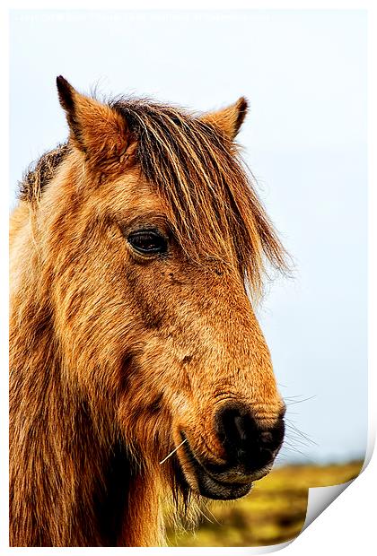 Horses Head Print by Chris Thaxter