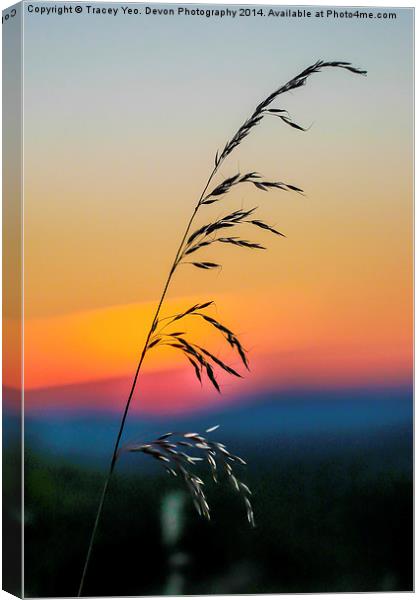 Standing Tall At Sunset Canvas Print by Tracey Yeo