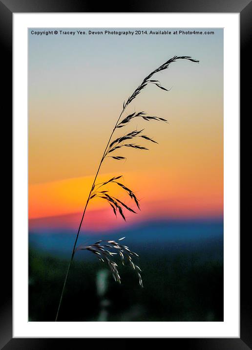 Standing Tall At Sunset Framed Mounted Print by Tracey Yeo