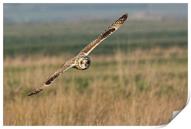 Short Eared Owl Print by Ian Hufton