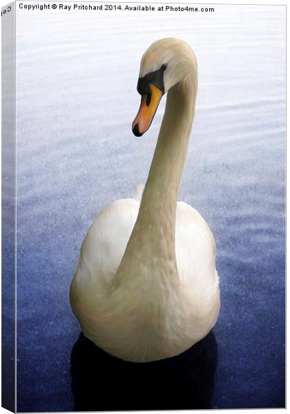 Swan Paintover Canvas Print by Ray Pritchard