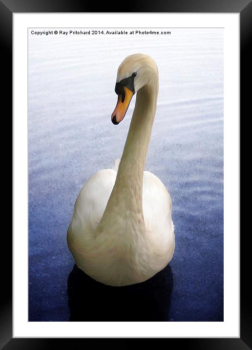 Swan Paintover Framed Mounted Print by Ray Pritchard