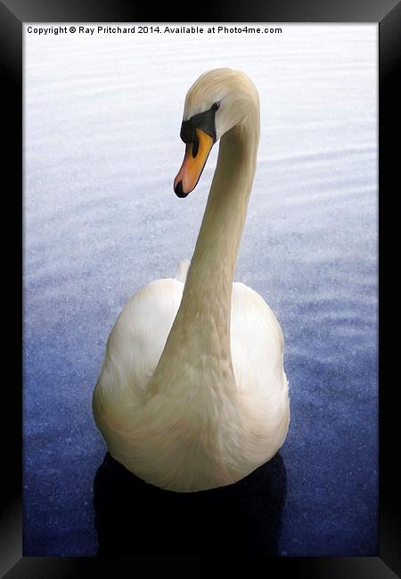 Swan Paintover Framed Print by Ray Pritchard