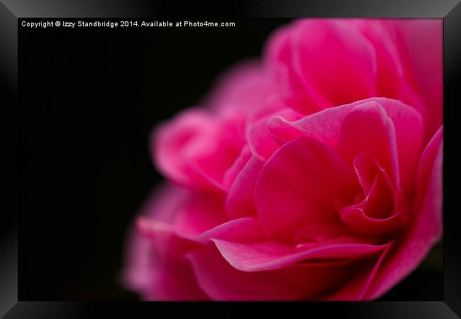 Pink camellia flower Framed Print by Izzy Standbridge