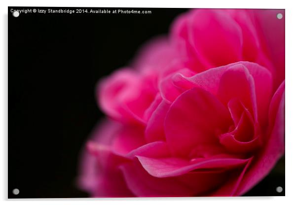 Pink camellia flower Acrylic by Izzy Standbridge