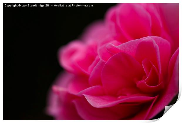 Pink camellia flower Print by Izzy Standbridge