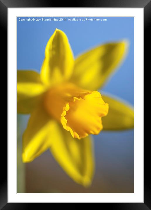 Fresh daffodil in spring Framed Mounted Print by Izzy Standbridge