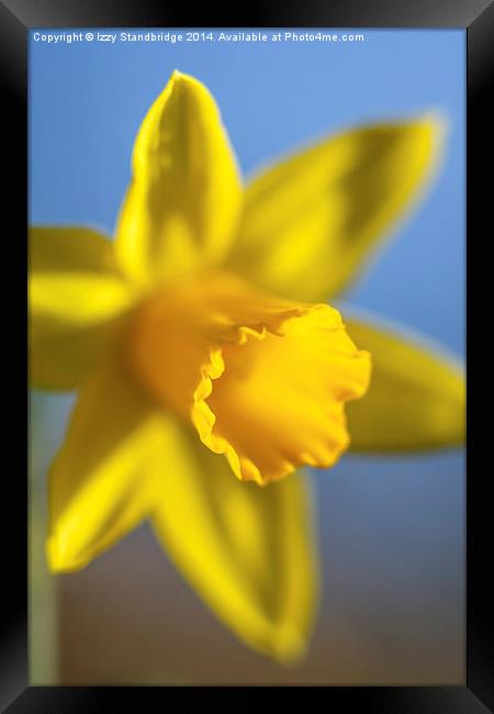 Fresh daffodil in spring Framed Print by Izzy Standbridge